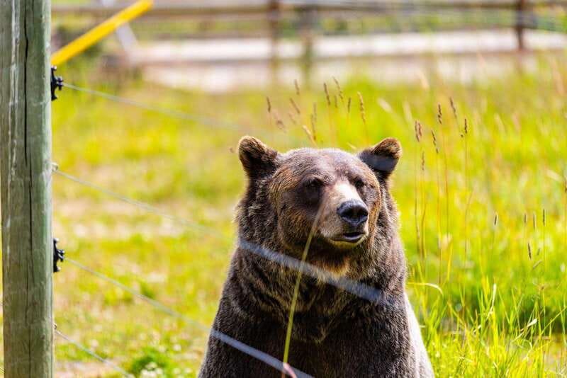 Banff: Grizzly Bear Refuge Tour with Lunch - Kicking Horse Grizzly Bear Refuge: Boo in a real sanctuary, not a show