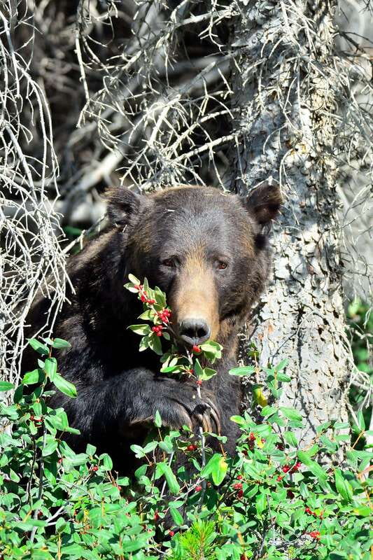 Banff: Guided Nature Walk with Bear Country Safety Tips - Key highlights to look for