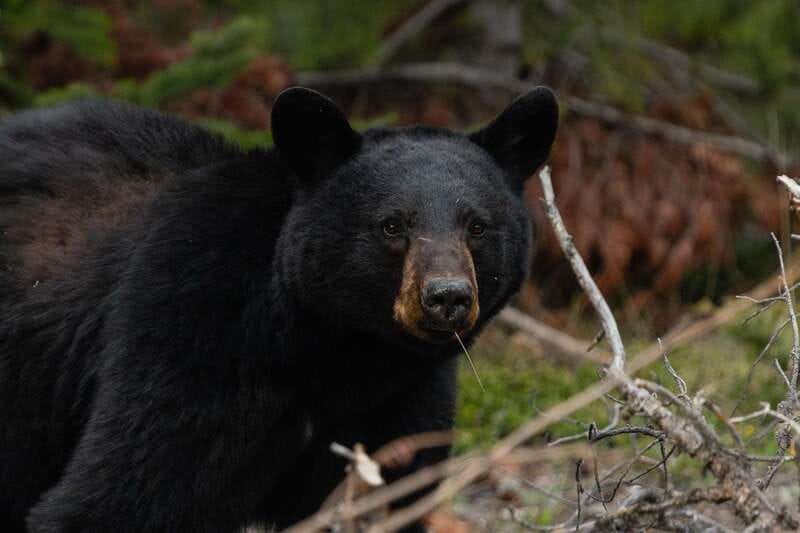 Banff: Guided Nature Walk with Bear Country Safety Tips - Should you book this bear-safety nature walk in Banff?