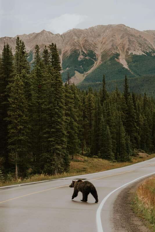 Banff: Guided Nature Walk with Bear Country Safety Tips - Wildlife stories with bears, elk, deer, and birds