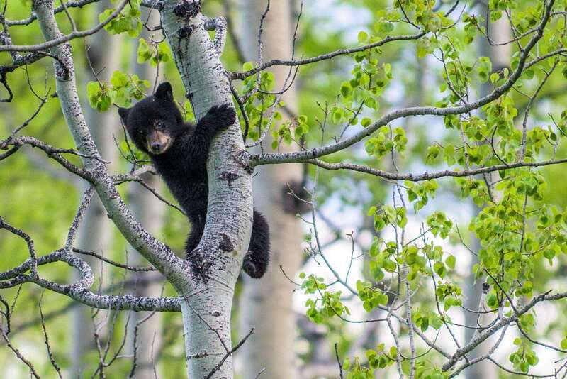 Banff: Guided Nature Walk with Bear Country Safety Tips - Bear spray, group rules, and what the guide emphasizes