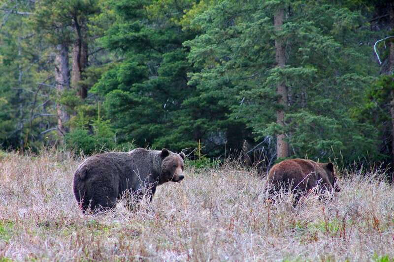 Banff: Guided Nature Walk with Bear Country Safety Tips - Who this Banff guided bear-safety walk is best for