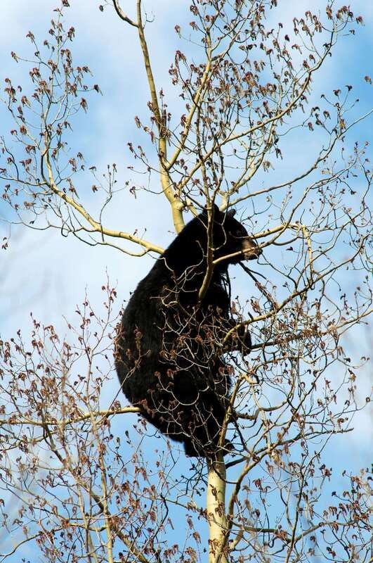 Banff: Guided Nature Walk with Bear Country Safety Tips - Price and value: is $65 worth it?