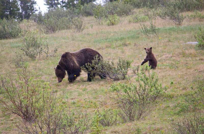 Banff: Guided Nature Walk with Bear Country Safety Tips - Banff National Park in 2 hours: how the hike stays doable