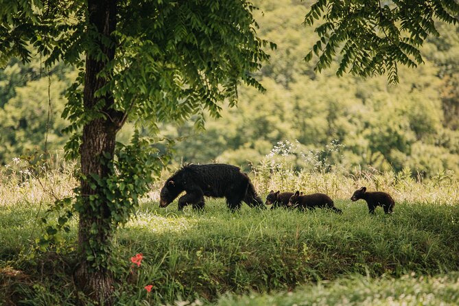 Banff Highlights & Wildlife | Award-Winning Small Group Adventure - Dusk Wildlife Timing Beats the Midday Rush