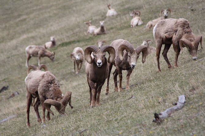 Banff Highlights & Wildlife | Award-Winning Small Group Adventure - Price and Value: Is $94.06 Worth It?