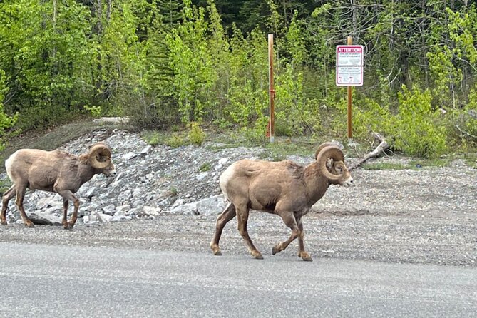 Banff Icefield Parkway Private Full Day Tour - Columbia Icefield Discovery Centre and the Icefield Adventure you can add