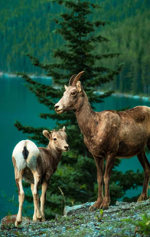 Banff: Lake Louise,Lake Minnewanka,Emerald Lake & Banff Town - Price and Value: What $76 Buys You Here