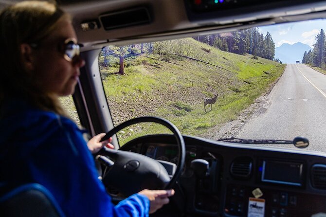Banff Morning Tour Scenic Highlights and Gondola Ride - Banff Gondola: the big 2 hour payoff from Sulphur Mountain