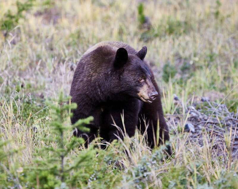 Banff PRIVATE Guided Nature Walk + Transportation - 2.5H - Key highlights you’ll feel right away