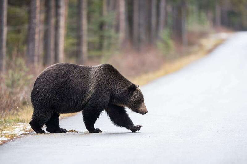 Banff PRIVATE Guided Nature Walk + Transportation - 2.5H - Plants, trees, and the little details that make the park click