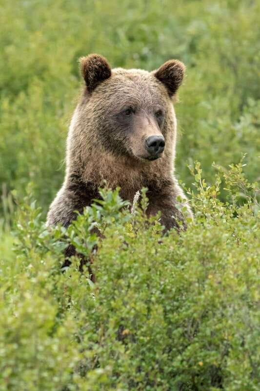 Banff PRIVATE Guided Nature Walk + Transportation - 2.5H - Included gear: poles, ice cleats when needed, and bear safety