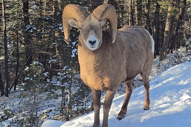 Banff Small-Group Tour in Lake Louise, Moraine and Hidden Gems - Natural Bridge and Emerald Lake: Season Changes What You See