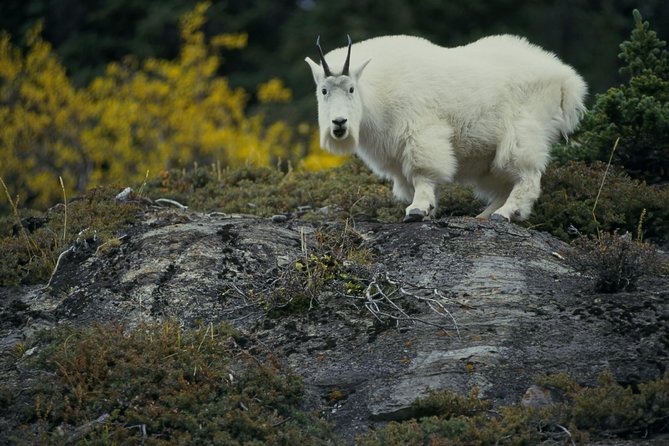 Banff to Jasper One-Way Tour - Price and value: $260.98 is not cheap, but it can be efficient