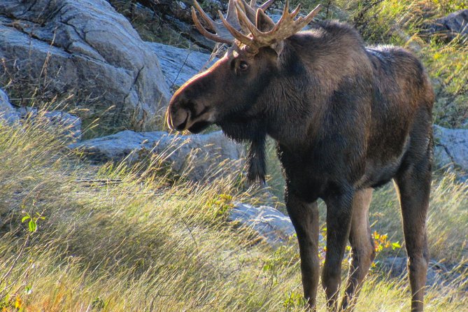 Banff to Jasper One-Way Tour - Who should book this Banff to Jasper one-way tour