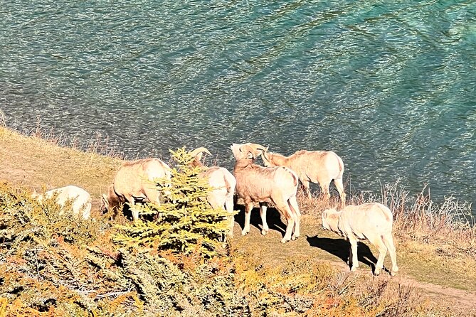 Banff Town ,Lake Louise, Moraine , Emerald & Johnston Canyon Tour - Emerald Lake And Natural Bridge: Quick Stops That Still Feel Worth It