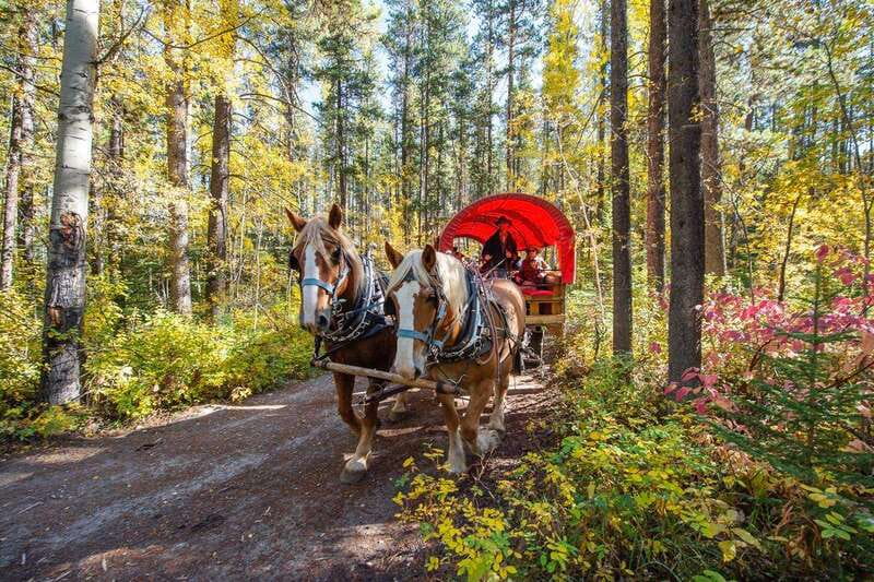 Banff: Wagon Ride with Cowboy Cookout BBQ - The return on the Sulphur Mountain Trail and Windy Knoll