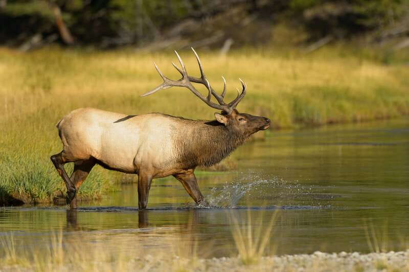 Banff: Wildlife on the Bow River Big Canoe Tour - Key things to know before you go