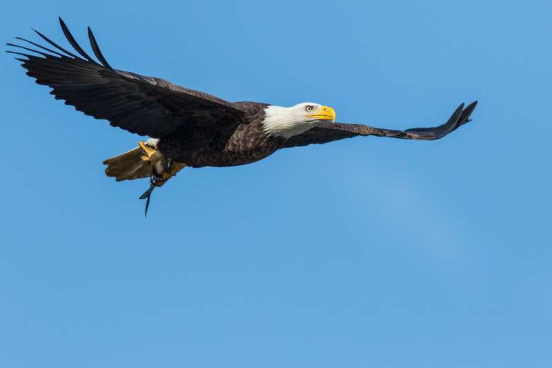 Banff: Wildlife on the Bow River Big Canoe Tour - How the guides bring the river to life