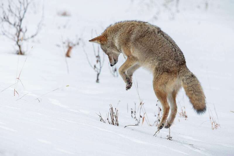 Banff: Winter Wilderness Walk with Wildlife Tracking - 2hrs - Meeting at Cave and Basin, then into track country