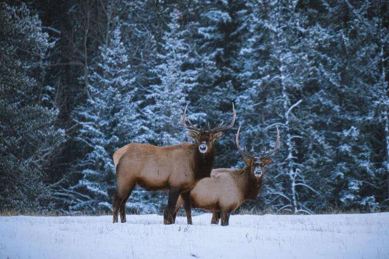 Banff: Winter Wilderness Walk with Wildlife Tracking - 2hrs - Spotting clues for deer, coyotes, and more