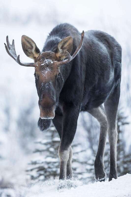 Banff: Winter Wilderness Walk with Wildlife Tracking - 2hrs - Mountain views plus camera tips you can use right away