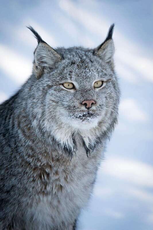 Banff: Winter Wilderness Walk with Wildlife Tracking - 2hrs - What wildlife tracking looks like in midwinter snow