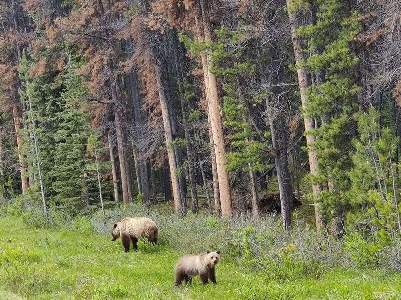 Banff, Yoho, and Jasper 2 Day Private Tour - What Two Days Covers Across Banff, Yoho, and Jasper