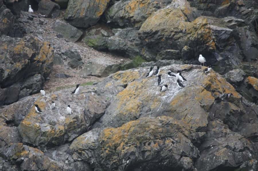 Berthier-sur-Mer: 1000 Razorbill Penguins Observation Cruise - Ornithologists and bilingual commentary: learning without turning it into a lecture