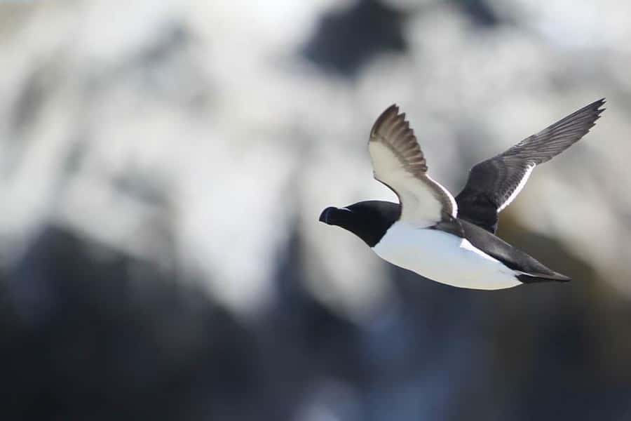 Berthier-sur-Mer: 1000 Razorbill Penguins Observation Cruise - What is included, what is not, and the rules that shape your comfort