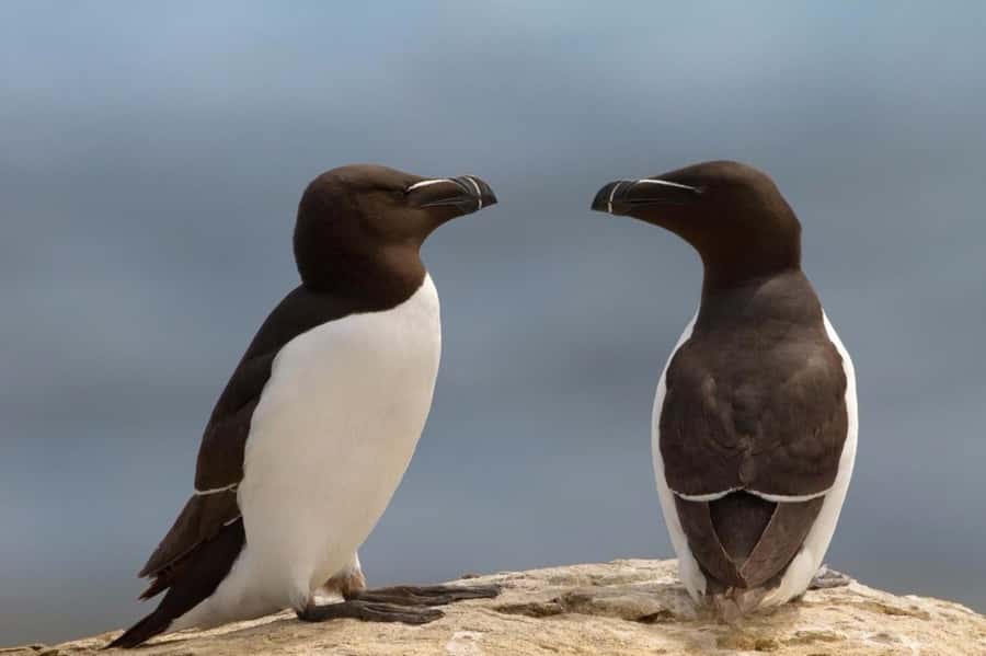 Berthier-sur-Mer: 1000 Razorbill Penguins Observation Cruise - Who this cruise suits best, and who should reconsider