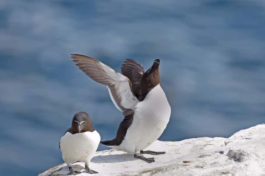 Berthier-sur-Mer: 1000 Razorbill Penguins Observation Cruise - The St. Lawrence cruise rhythm, and why the guide talks matter