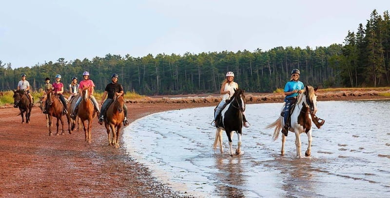 Brudenell: Family-Friendly Horse Ride goes on the Beach - Horses Built for First-Timers (With a Guide in Control)
