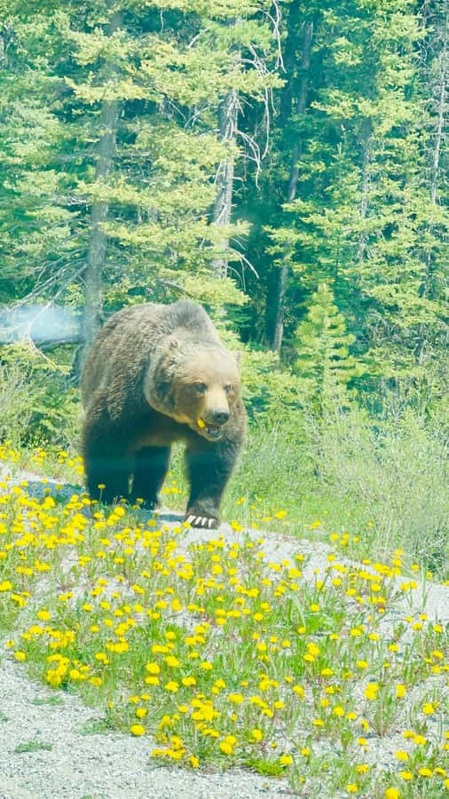 Calgary, Banff: Lake louise , Moraine ,Emerald Lake day Tour - Johnston Canyon Lower Falls and Upper Falls: The Best Hiking Payoff in the Plan