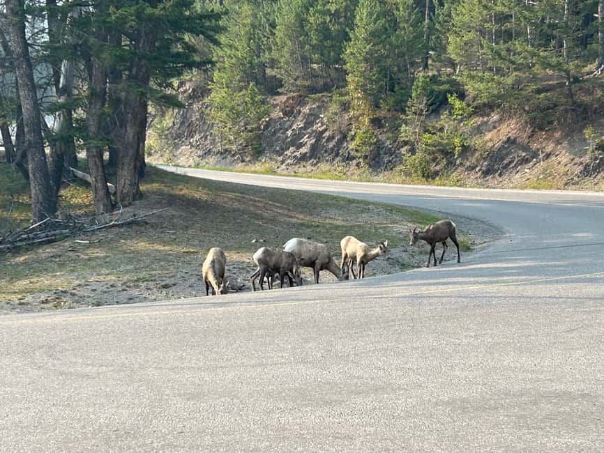 Calgary/Canmore/Banff: BEST of BANFF with LAKES Group Tour - Should you book this BEST of Banff with Lakes Group Tour?