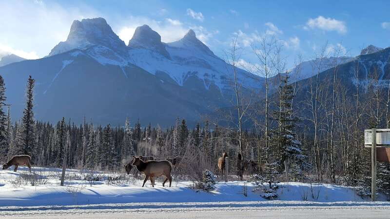 Calgary: Canmore, Banff, Lake Louise - Gondola Included - Lake Louise, 80 minutes of wow and a few smart choices