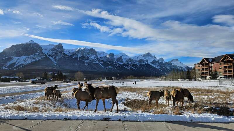 Calgary: Canmore, Banff, Lake Louise - Gondola Included - Two Jack Lake in winter, and why it changes the whole vibe