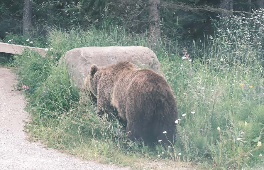 Calgary:Moraine Lake Sunrise & Lake Louise & Wildlife Safari - Lake Louise in 90 minutes: views, a walk, and a simple optional canoe