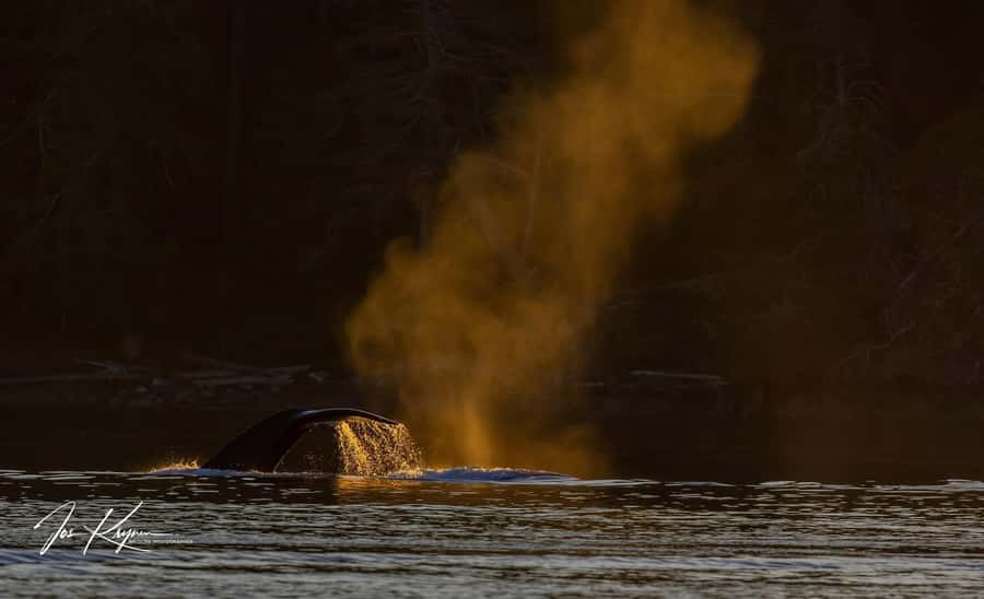 Campbell River: 4 Hour Whale & Wildlife Tour by Covered Boat - Wildlife spotting: whales, dolphins, seals, and the bear chance