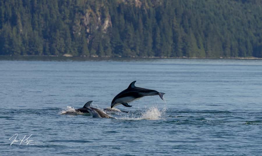 Campbell River: 4 Hour Whale & Wildlife Tour by Covered Boat - Ocean rapids like Devils Hole and The Drain