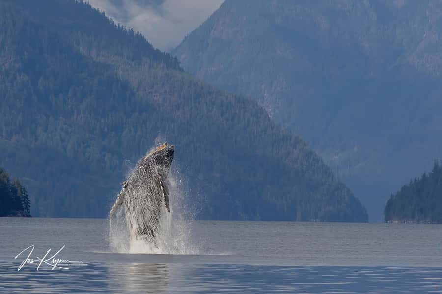 Campbell River: 4 Hour Whale & Wildlife Tour by Covered Boat - Snacks, washrooms, and a relaxed feel on board