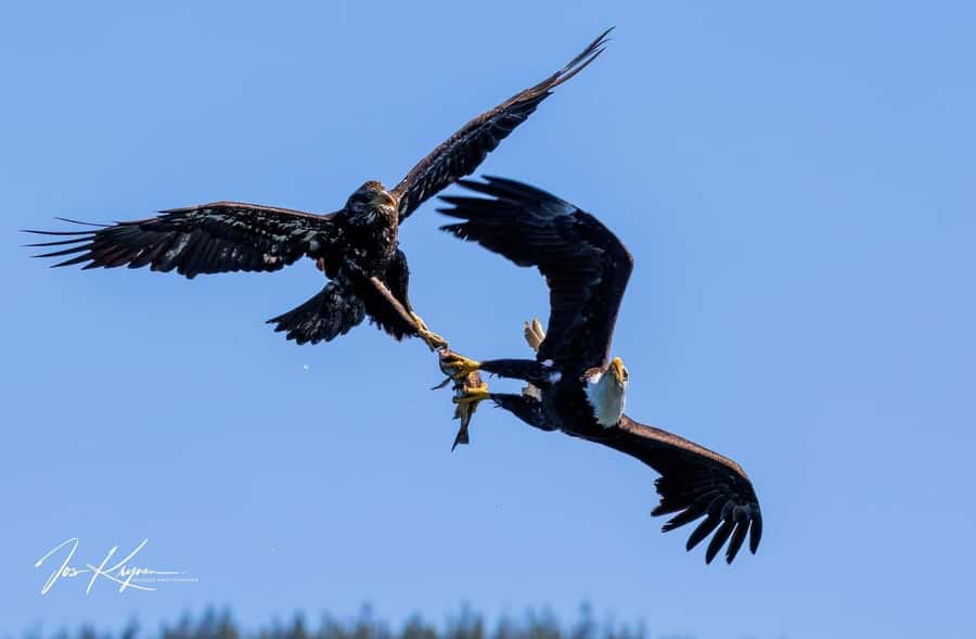 Campbell River: 4 Hour Whale & Wildlife Tour by Covered Boat - Price and value: what $246 buys you in the real world