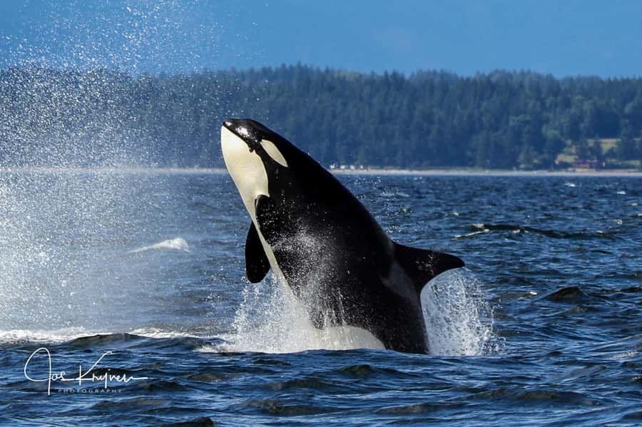 Campbell River: 4 Hour Whale & Wildlife Tour by Covered Boat - Who should book this Campbell River whale and wildlife tour
