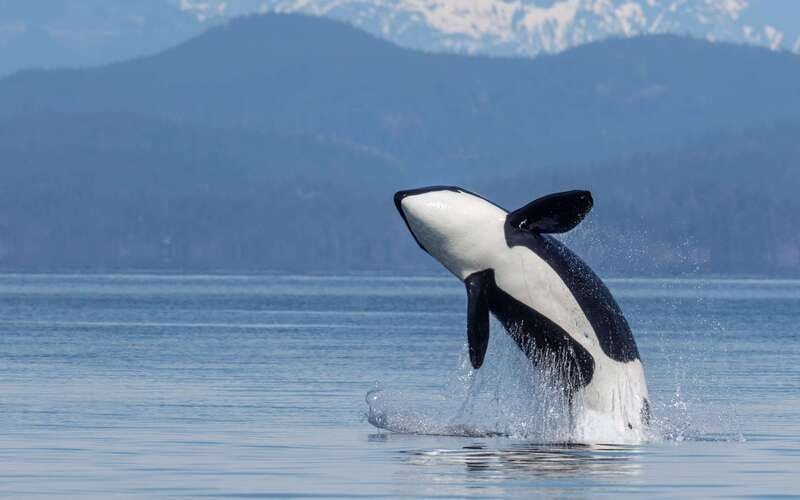 Campbell River: 4 Hour Whale & Wildlife Zodiac Boat Tour - Hydrophone whale listening: how to make the most of the quiet moments