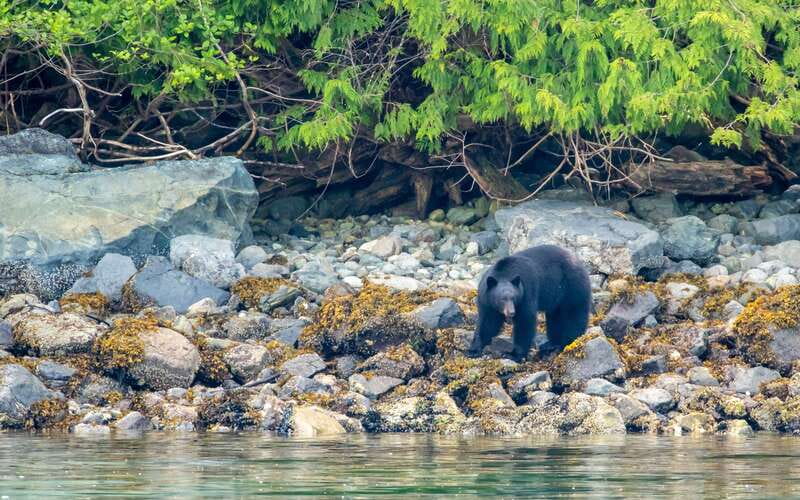 Campbell River: 4 Hour Whale & Wildlife Zodiac Boat Tour - The rapids portion: Devils Hole and Aaron Rapids (The Drain)