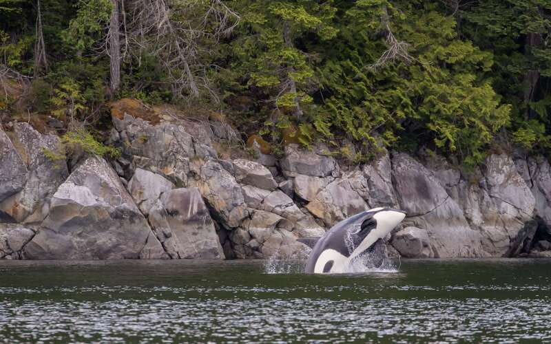 Campbell River: 4 Hour Whale & Wildlife Zodiac Boat Tour - What’s included, and why it matters on a cold-water boat
