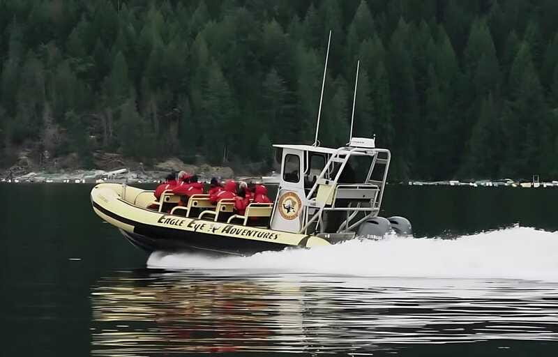 Campbell River: 4 Hour Whale & Wildlife Zodiac Boat Tour - Should you book it?