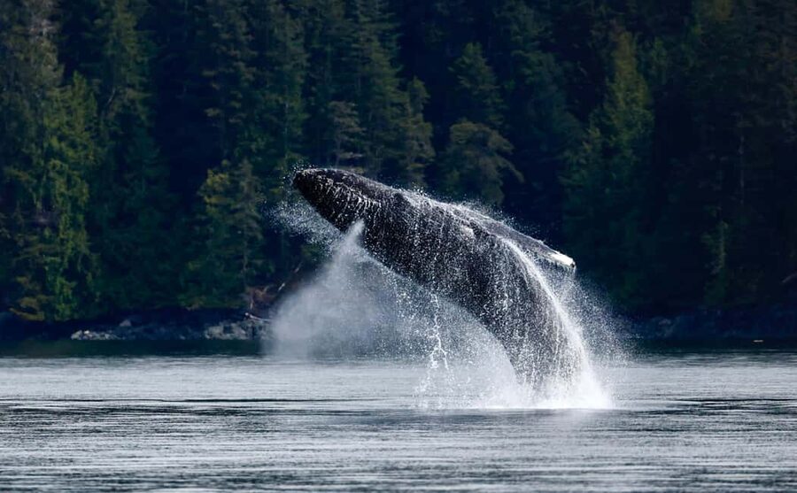 Campbell River: 6 Hour Covered Whale Watching Tour w/ Lunch - From Coast Marina to whale country in 6 hours