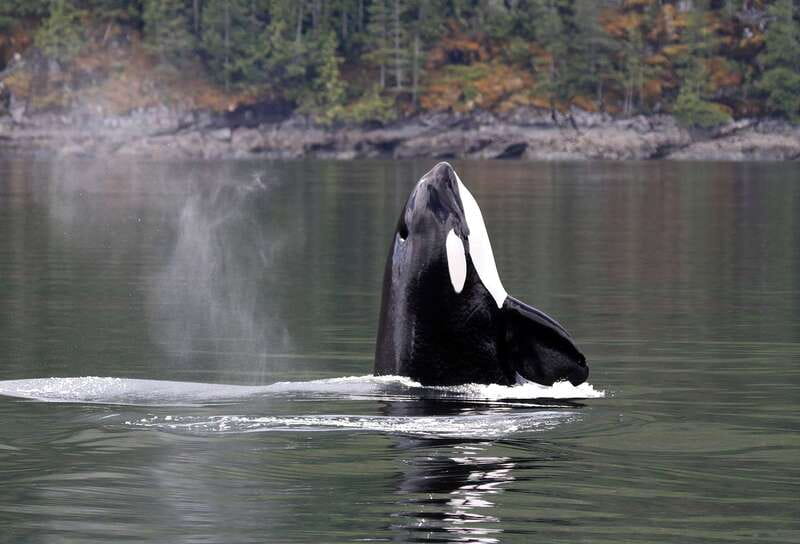 Campbell River: 6 Hour Covered Whale Watching Tour w/ Lunch - Your guide makes the wildlife search feel organized