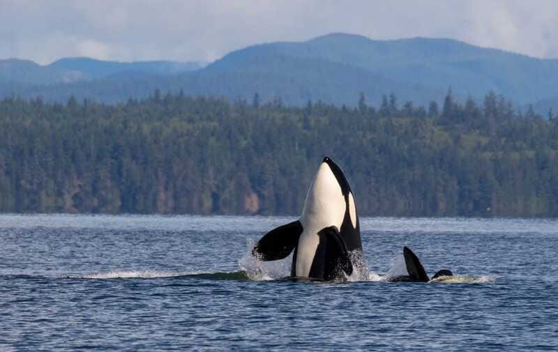 Campbell River: 6 Hour Covered Whale Watching Tour w/ Lunch - What you might see besides whales